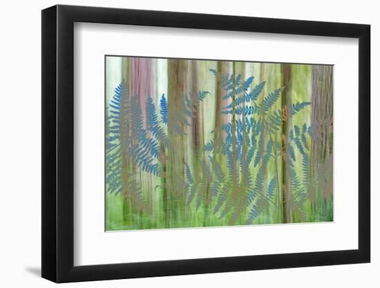 USA, Washington State, Seabeck. Collage of Bracken Ferns and Forest-Don Paulson-Framed Photographic Print