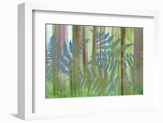 USA, Washington State, Seabeck. Collage of Bracken Ferns and Forest-Don Paulson-Framed Photographic Print