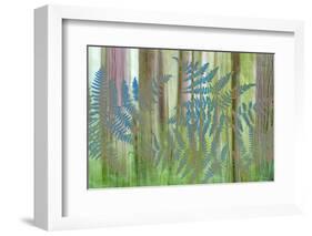 USA, Washington State, Seabeck. Collage of Bracken Ferns and Forest-Don Paulson-Framed Photographic Print