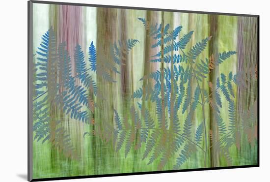 USA, Washington State, Seabeck. Collage of Bracken Ferns and Forest-Don Paulson-Mounted Photographic Print