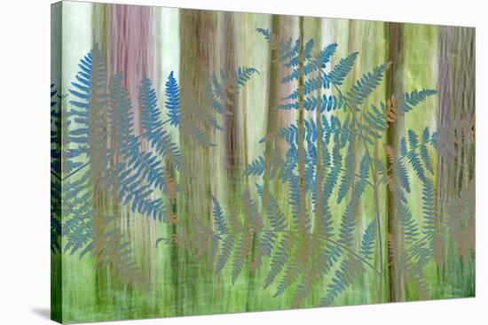 USA, Washington State, Seabeck. Collage of Bracken Ferns and Forest-Don Paulson-Stretched Canvas