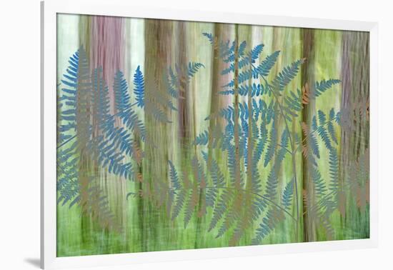 USA, Washington State, Seabeck. Collage of Bracken Ferns and Forest-Don Paulson-Framed Photographic Print