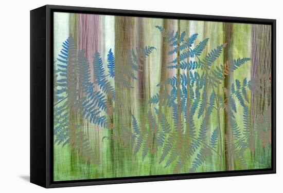 USA, Washington State, Seabeck. Collage of Bracken Ferns and Forest-Don Paulson-Framed Stretched Canvas