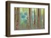 USA, Washington State, Seabeck. Collage of Pine Cones and Trees-Don Paulson-Framed Photographic Print