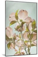 USA, Washington State, Seabeck. Colorized pink dogwood blossoms.-Jaynes Gallery-Mounted Photographic Print