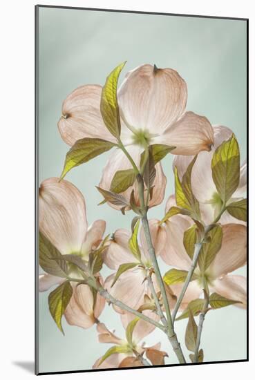 USA, Washington State, Seabeck. Colorized pink dogwood blossoms.-Jaynes Gallery-Mounted Photographic Print