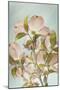 USA, Washington State, Seabeck. Colorized pink dogwood blossoms.-Jaynes Gallery-Mounted Photographic Print