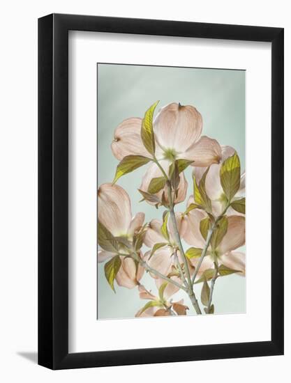 USA, Washington State, Seabeck. Colorized pink dogwood blossoms.-Jaynes Gallery-Framed Photographic Print