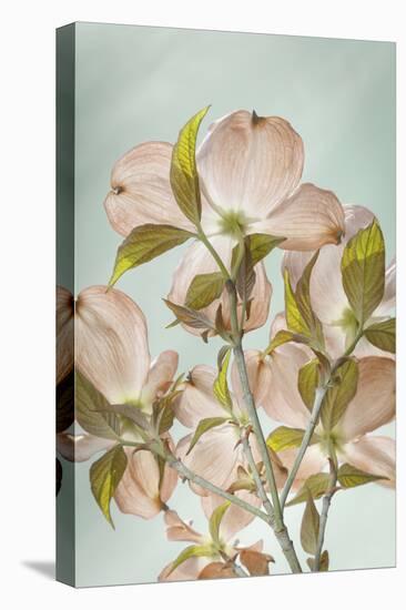 USA, Washington State, Seabeck. Colorized pink dogwood blossoms.-Jaynes Gallery-Stretched Canvas