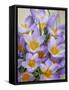 USA, Washington State, Seabeck. Crocus blossoms in spring.-Jaynes Gallery-Framed Stretched Canvas