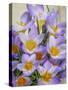 USA, Washington State, Seabeck. Crocus blossoms in spring.-Jaynes Gallery-Stretched Canvas