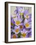 USA, Washington State, Seabeck. Crocus blossoms in spring.-Jaynes Gallery-Framed Photographic Print