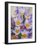 USA, Washington State, Seabeck. Crocus blossoms in spring.-Jaynes Gallery-Framed Photographic Print