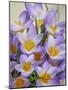 USA, Washington State, Seabeck. Crocus blossoms in spring.-Jaynes Gallery-Mounted Photographic Print