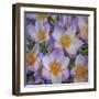 USA, Washington State, Seabeck. Crocus blossoms in spring.-Jaynes Gallery-Framed Photographic Print