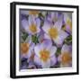 USA, Washington State, Seabeck. Crocus blossoms in spring.-Jaynes Gallery-Framed Photographic Print