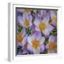 USA, Washington State, Seabeck. Crocus blossoms in spring.-Jaynes Gallery-Framed Photographic Print