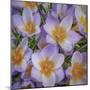 USA, Washington State, Seabeck. Crocus blossoms in spring.-Jaynes Gallery-Mounted Photographic Print