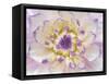 USA, Washington State, Seabeck. Dahlia blossom close-up.-Jaynes Gallery-Framed Stretched Canvas