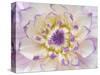 USA, Washington State, Seabeck. Dahlia blossom close-up.-Jaynes Gallery-Stretched Canvas