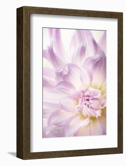 USA, Washington State, Seabeck. Dahlia blossom close-up.-Jaynes Gallery-Framed Photographic Print