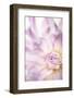 USA, Washington State, Seabeck. Dahlia blossom close-up.-Jaynes Gallery-Framed Photographic Print