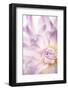 USA, Washington State, Seabeck. Dahlia blossom close-up.-Jaynes Gallery-Framed Photographic Print