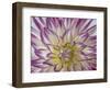 USA, Washington State, Seabeck. Dahlia blossom close-up.-Jaynes Gallery-Framed Photographic Print