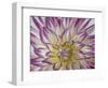 USA, Washington State, Seabeck. Dahlia blossom close-up.-Jaynes Gallery-Framed Photographic Print