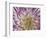 USA, Washington State, Seabeck. Dahlia blossom close-up.-Jaynes Gallery-Framed Photographic Print