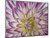 USA, Washington State, Seabeck. Dahlia blossom close-up.-Jaynes Gallery-Mounted Photographic Print