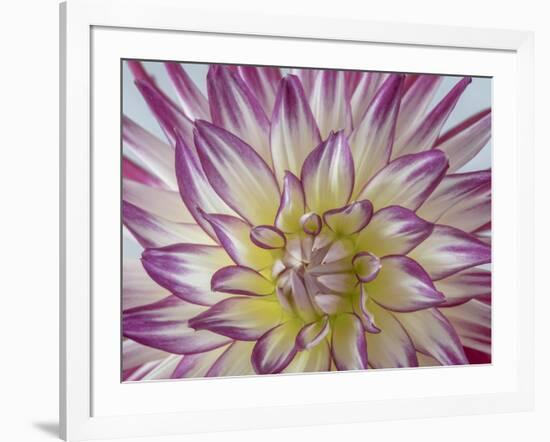 USA, Washington State, Seabeck. Dahlia blossom close-up.-Jaynes Gallery-Framed Photographic Print