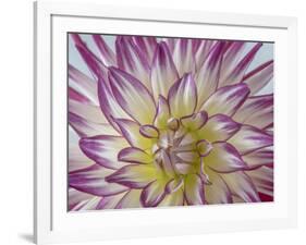 USA, Washington State, Seabeck. Dahlia blossom close-up.-Jaynes Gallery-Framed Photographic Print