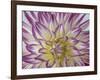 USA, Washington State, Seabeck. Dahlia blossom close-up.-Jaynes Gallery-Framed Photographic Print