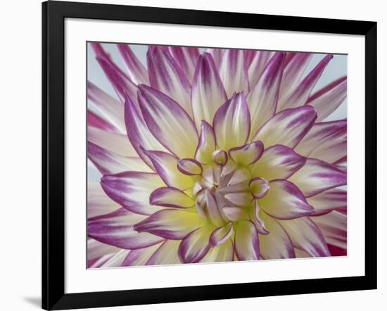 USA, Washington State, Seabeck. Dahlia blossom close-up.-Jaynes Gallery-Framed Photographic Print