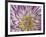 USA, Washington State, Seabeck. Dahlia blossom close-up.-Jaynes Gallery-Framed Photographic Print