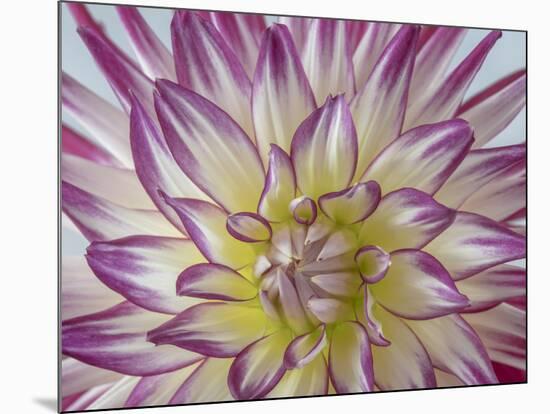 USA, Washington State, Seabeck. Dahlia blossom close-up.-Jaynes Gallery-Mounted Photographic Print