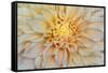 USA, Washington State, Seabeck. Dahlia blossom close-up.-Jaynes Gallery-Framed Stretched Canvas