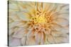 USA, Washington State, Seabeck. Dahlia blossom close-up.-Jaynes Gallery-Stretched Canvas