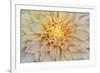 USA, Washington State, Seabeck. Dahlia blossom close-up.-Jaynes Gallery-Framed Photographic Print