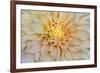 USA, Washington State, Seabeck. Dahlia blossom close-up.-Jaynes Gallery-Framed Photographic Print