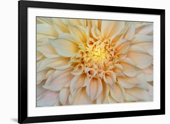 USA, Washington State, Seabeck. Dahlia blossom close-up.-Jaynes Gallery-Framed Photographic Print