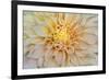 USA, Washington State, Seabeck. Dahlia blossom close-up.-Jaynes Gallery-Framed Photographic Print