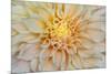 USA, Washington State, Seabeck. Dahlia blossom close-up.-Jaynes Gallery-Mounted Photographic Print