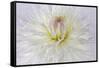 USA, Washington State, Seabeck. Dahlia blossom close-up.-Jaynes Gallery-Framed Stretched Canvas