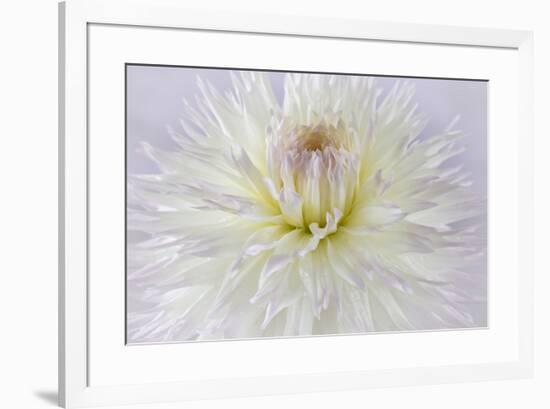 USA, Washington State, Seabeck. Dahlia blossom close-up.-Jaynes Gallery-Framed Photographic Print