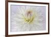 USA, Washington State, Seabeck. Dahlia blossom close-up.-Jaynes Gallery-Framed Photographic Print