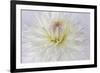 USA, Washington State, Seabeck. Dahlia blossom close-up.-Jaynes Gallery-Framed Photographic Print