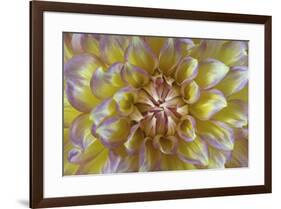 USA, Washington State, Seabeck. Dahlia blossom close-up.-Jaynes Gallery-Framed Photographic Print