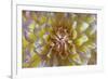 USA, Washington State, Seabeck. Dahlia blossom close-up.-Jaynes Gallery-Framed Photographic Print